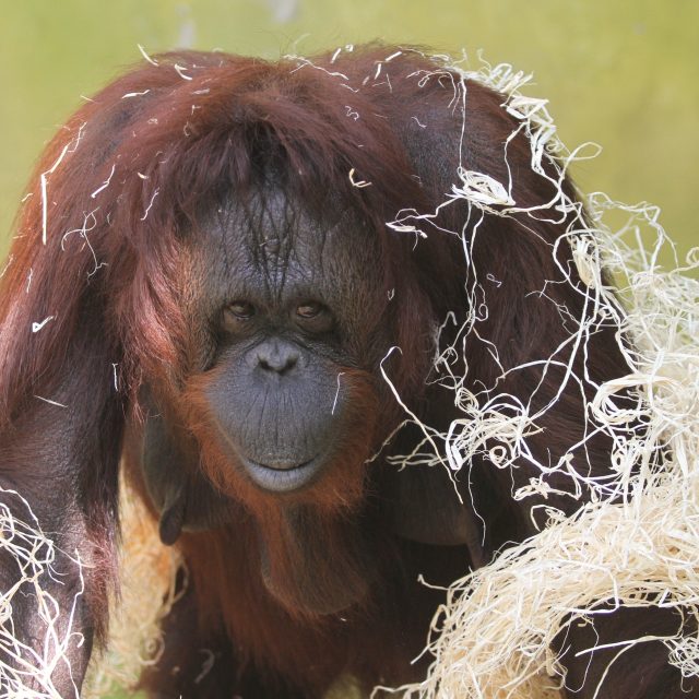 Samice Ňuninka | foto: Zoo Ústí nad Labem