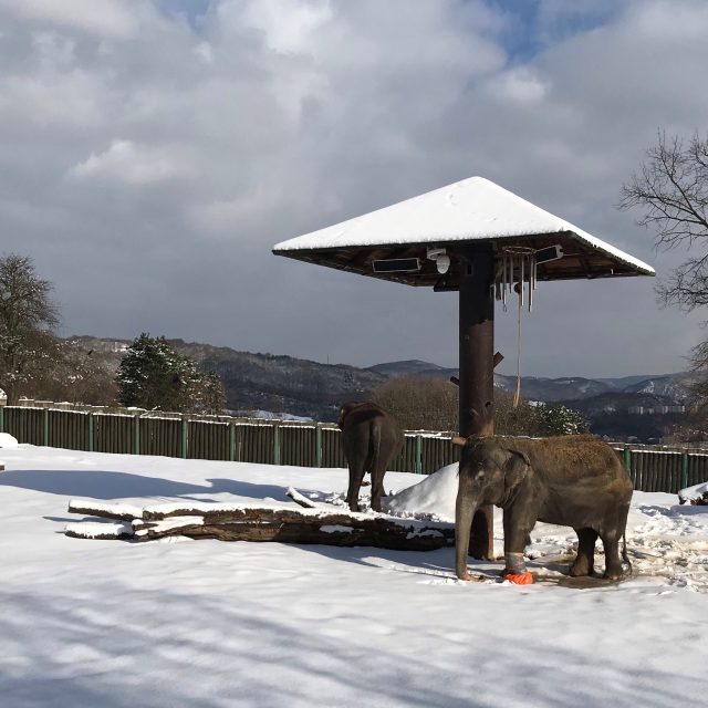 Slonice Kala a Delhi v ústecké ZOO | foto: Zoo Ústí nad Labem