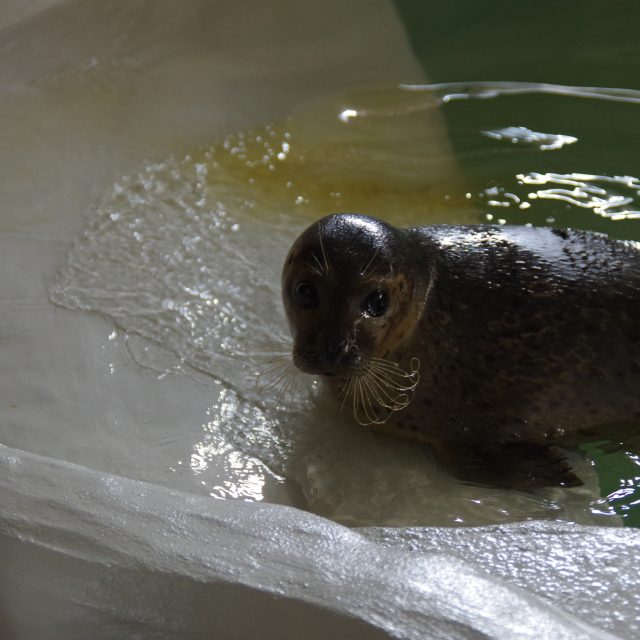 Samice tuleně obecného | foto: Ingrid Veselá Volfová,  Zoo Ústí nad Labem