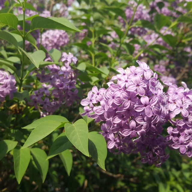Šeřík přináší do zahrady barvy i vůni | foto: Jolana Nováková,  Český rozhlas