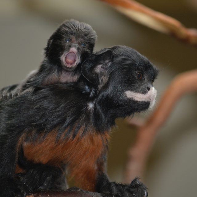 Tamarín bělohubý | foto: Zoo Ústí nad Labem