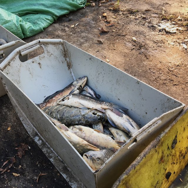 Vylovené mrtvé ryby  (ilustr. obr.) | foto: Ondřej Wolf,  Český rozhlas