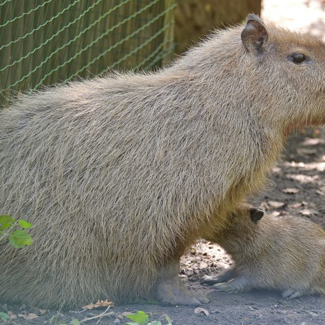 V děčínské zoo se narodilo mládě kapybary vodní | foto: Zoo Děčín