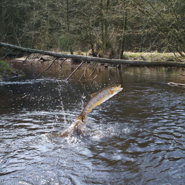 Losos vyskakující z vody  (ilustr. foto) | foto: Profimedia