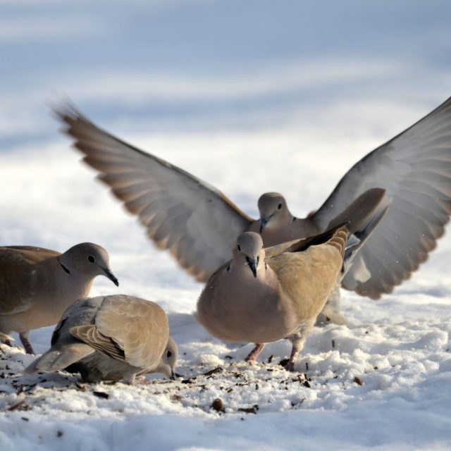 Hrdlička zahradní | foto: Jolana Nováková,  Český rozhlas