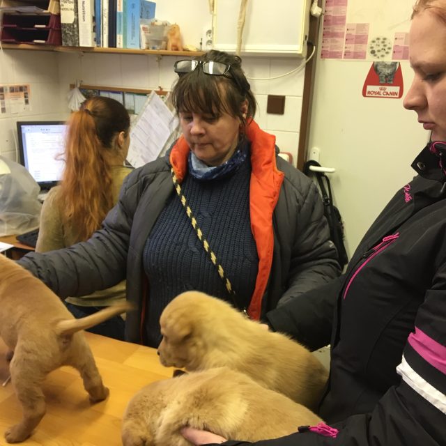 Všechna štěňata křížence labradora a šarpeje jsou už zamluvená  | foto: Daniela Pilařová,  Český rozhlas