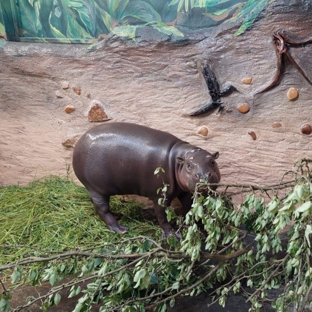 Samice hrošíka liberijského v ústecké zoo | foto: Zoo Ústí nad Labem
