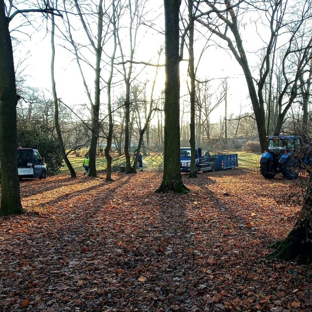 Kácení v Zámecké zahradě v Teplicích | foto: Jana Vitásková,  Český rozhlas