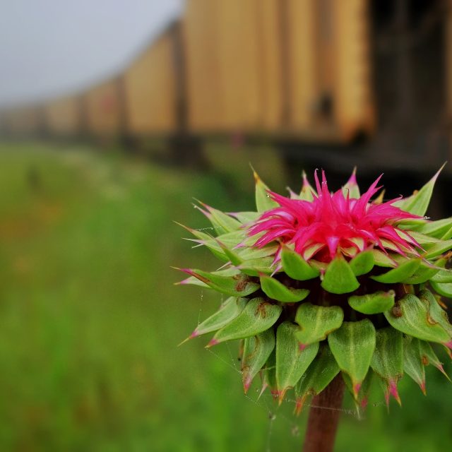 Ilustrační foto | foto: Fotobanka Pixabay