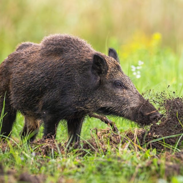 Divoké prase | foto: Shutterstock