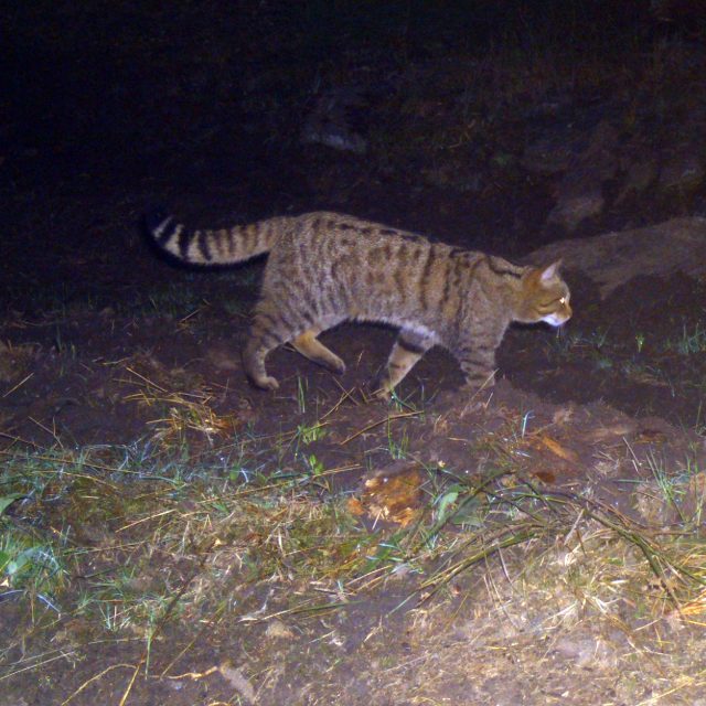 Kočka divoká | foto: Václav Bystřický,  Agentura ochrany krajiny a přírody ČR