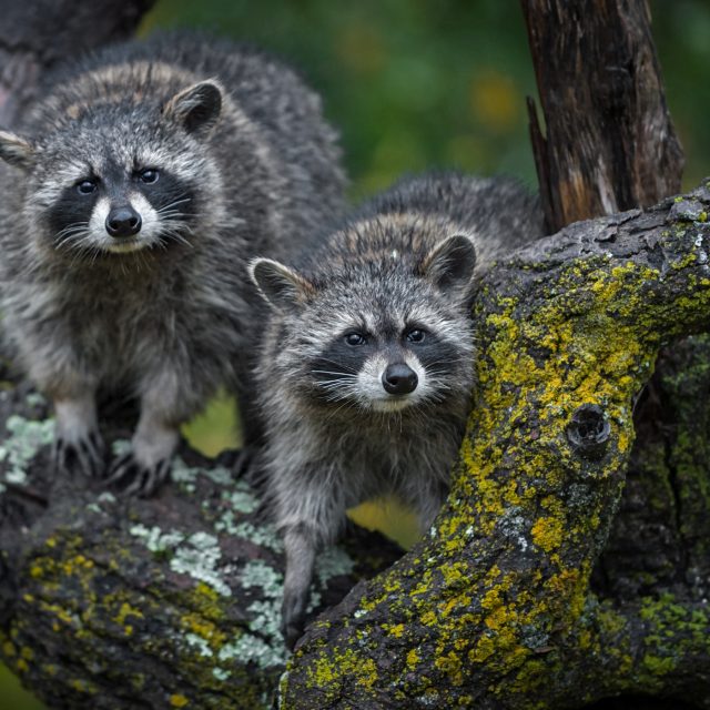 Mýval severní | foto: Shutterstock