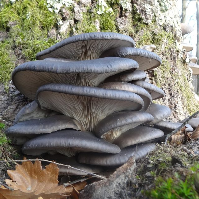 Hlívu ústřičnou si můžete připravit podobně jako kandované ovoce | foto: Fotobanka Pixabay