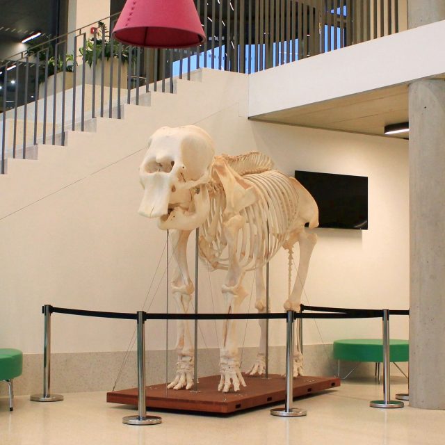 Impozantní kostra slonice Kaly byla převezena z Muzea města Ústí nad Labem na Univerzitu J. E. Purkyně v Ústí nad Labem | foto: Univerzita Jana Evangelisty Purkyně v Ústí nad Labem