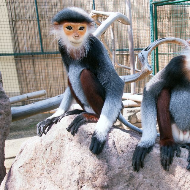 Opice v zoo  (ilustr. obr.) | foto: Karolina Dufková