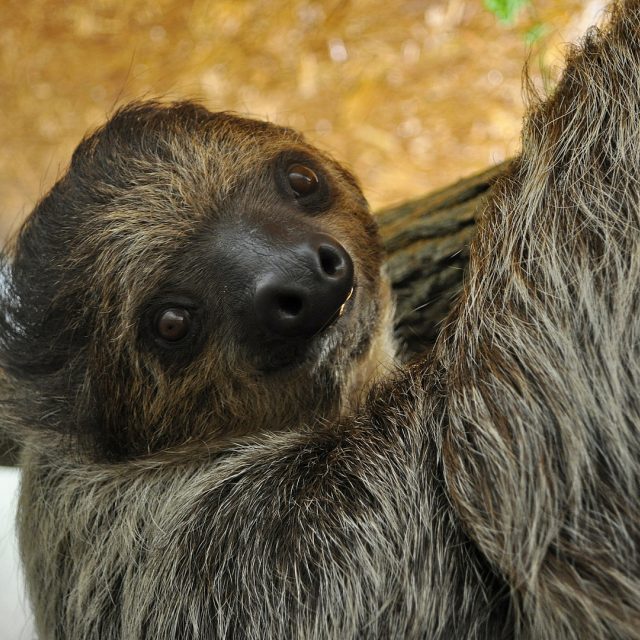 Lenochod dvouprstý | foto: Zoo Děčín