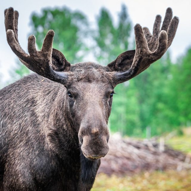 Los evropský | foto: Shutterstock