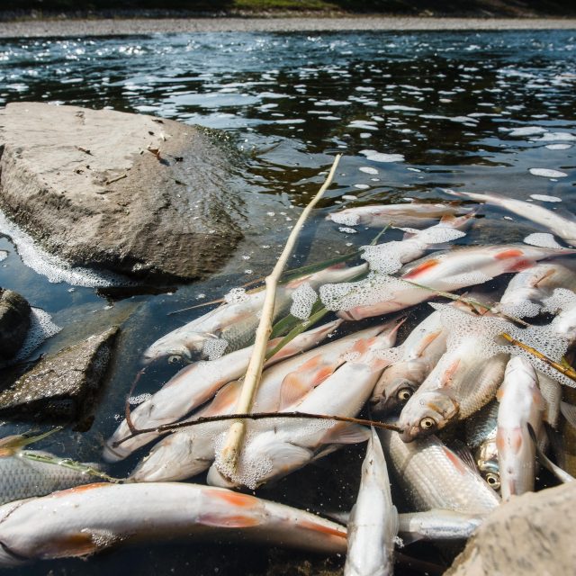 Mrtvé ryby  (ilustr. obr.) | foto: Zdeněk Němec,  MAFRA / Profimedia