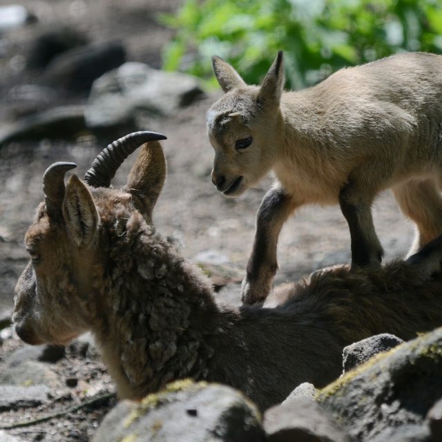 V děčínské zoo se narodilo mládě ohroženého kozorožce kavkazského | foto: Zoo Děčín