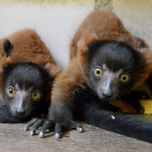 Dvojčata lemurů vari červených v děčínské zoo | foto: Zoo Děčín