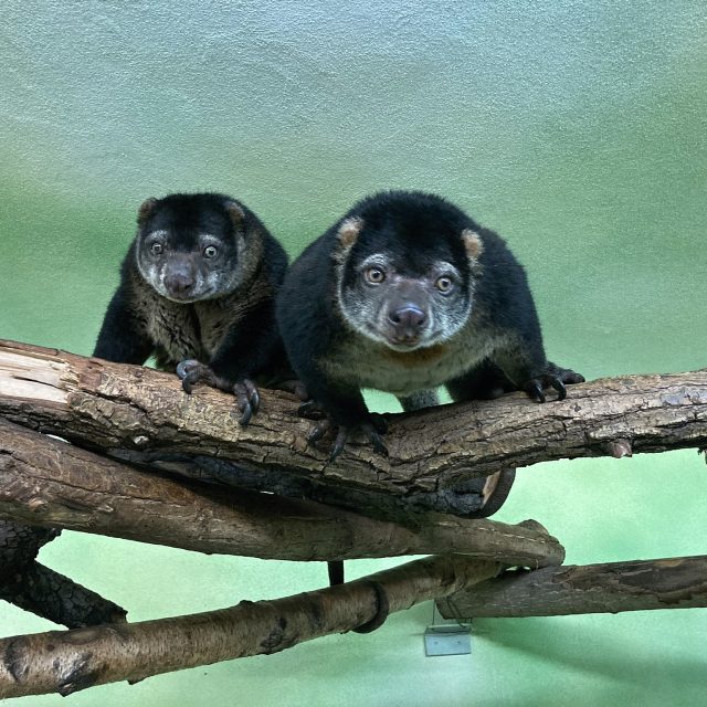Kuskus medvědí ze zoo v Ústí nad Labem | foto: Gabriela Hauptvogelová,  Český rozhlas