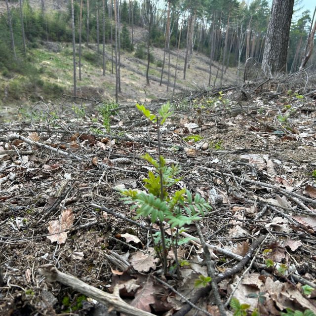 V Ústeckém kraji letos lesníci vysazují miliony nových stromů | foto: Lucie Heyzlová,  Český rozhlas