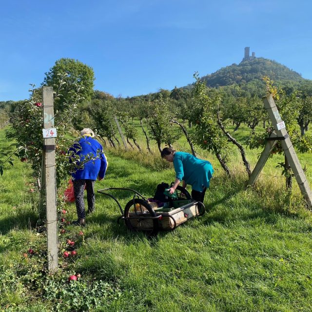 Ovocnáři na Litoměřicku hlásí větší úrodu jablek než loni. Sady proto otevírají pro samosběr | foto: Lucie Heyzlová,  Český rozhlas
