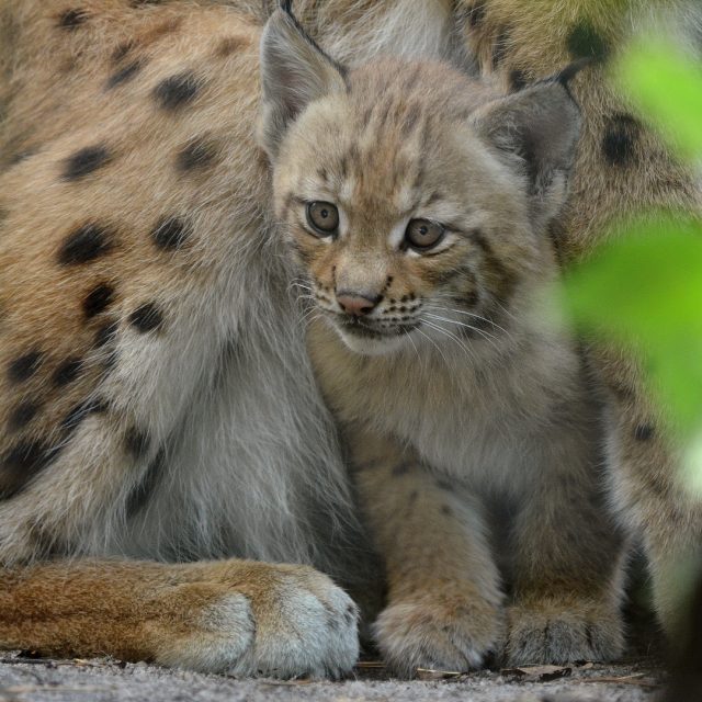 Mládě rysa ostrovida v děčínské zoo | foto: Zoo Děčín