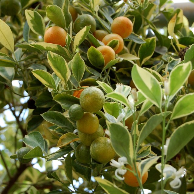 Zajímavý citrus kalamondin | foto: Ivan Dvořák