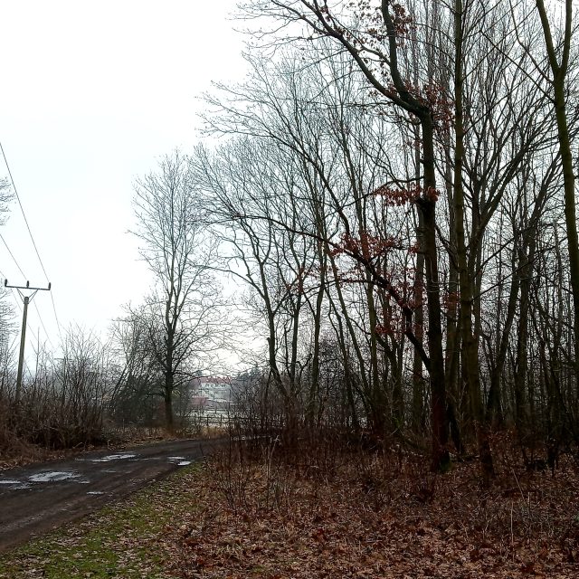 Panský les,  označené stromy půjdou pryč,  říká Jan Fiedler | foto: Jana Vitásková,  Český rozhlas