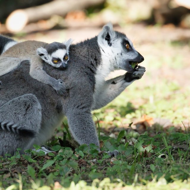 Lemuři kata  (ilustr. obr.) | foto: Simona Jiřičková