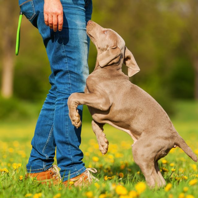 Skákající štěně  (ilustrační foto) | foto: Fotobanka Profimedia