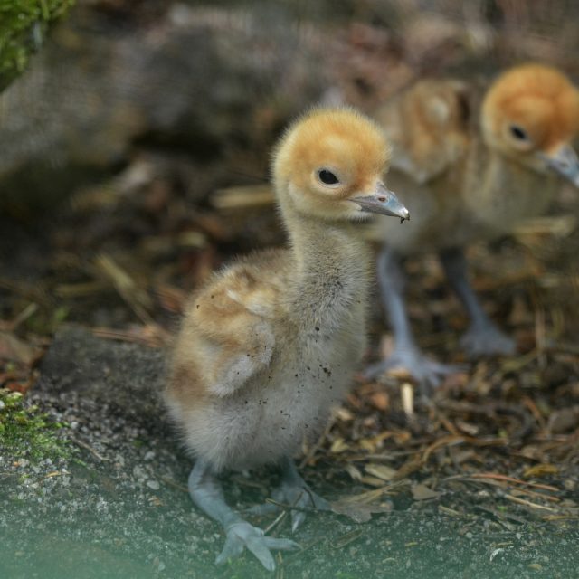 Mláďata jeřábů panenských v děčínské zoo | foto: Zoo Děčín