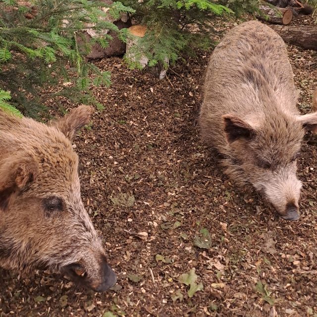Prasata divoká | foto: Dita Vojnarová,  Český rozhlas