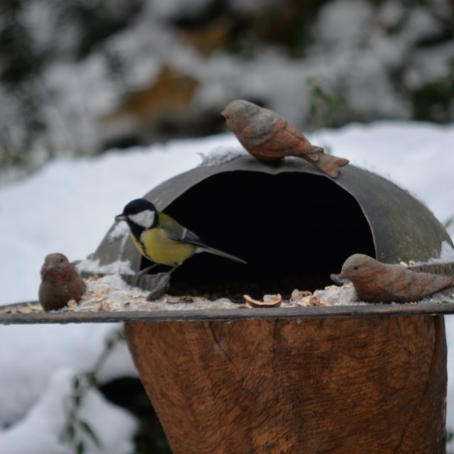 Ústecká zoo pečuje také o volně žijící ptáky | foto: Zoo Ústí nad Labem