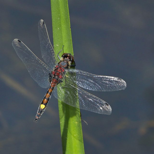 Vážka jasnoskvrnná  (Leucorrhinia pectoralis) | foto: Profimedia
