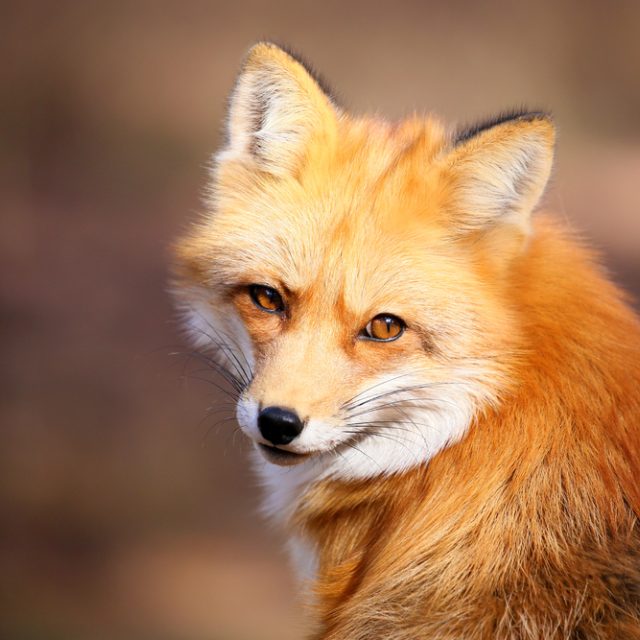 Řeznický pomocník čekal toto zvíře,  viděl ale něco jiného | foto: Shutterstock