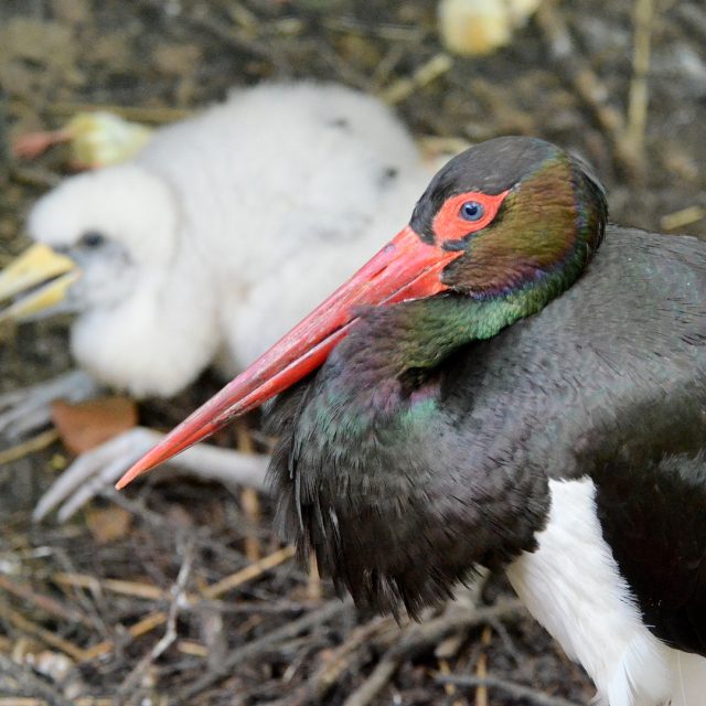 Nově narozené mládě čápa černého s jedním z rodičů | foto: Zoo Děčín