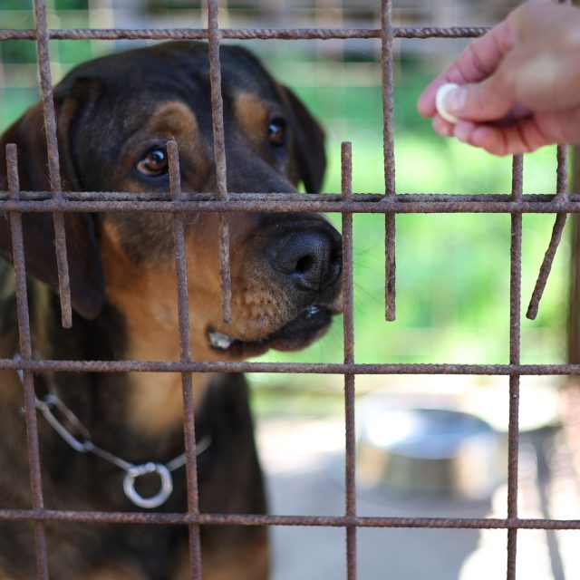 Pes v útulku  (ilustr. foto) | foto: Milan Kopecký,  Český rozhlas Vysočina