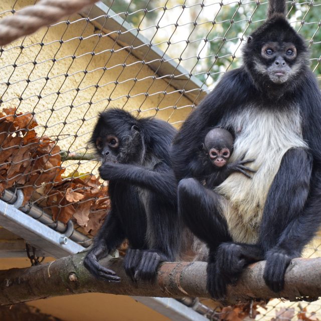 Chápani středoameričtí mexičtí v děčínské zoo | foto: Zoo Děčín