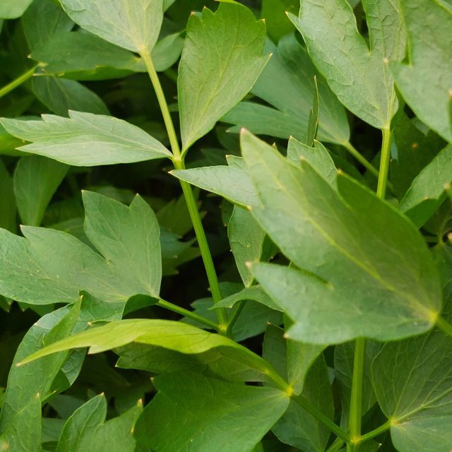 Libeček | foto: Vladislava Wildová,  Český rozhlas