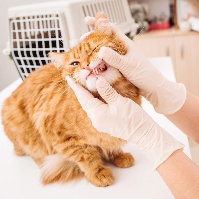 Ilustrační foto | foto: Shutterstock