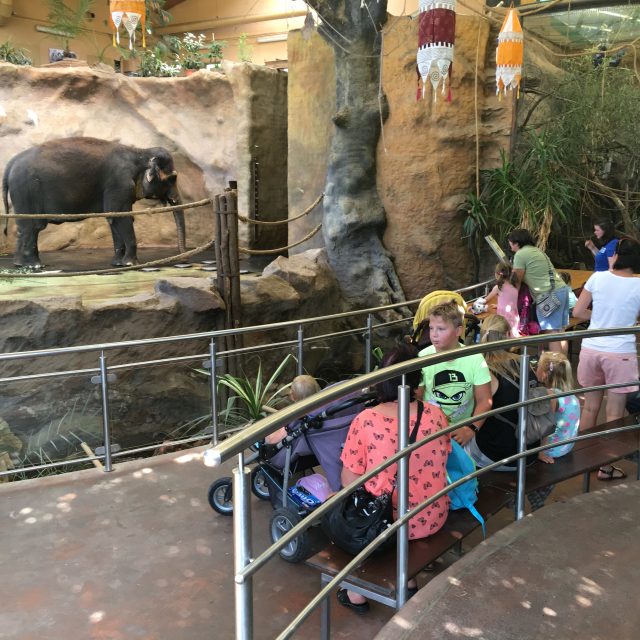 Slonice Delhi v ústecké zoo  (ilustr. obr.) | foto: Gabriela Hauptvogelová,  Český rozhlas