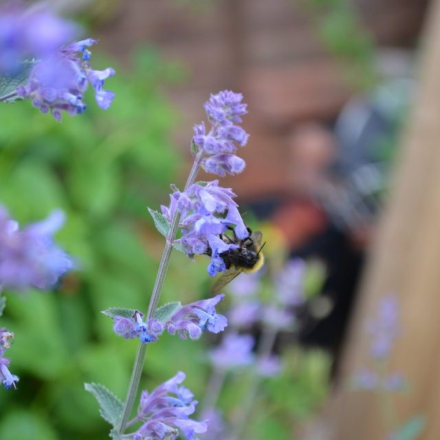 Šanta kočičí | foto: fotobanka pxhere