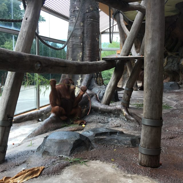 Orangutani žijí v ústecké zoo v nevyhovujících podmínkách | foto: Gabriela Hauptvogelová,  Český rozhlas
