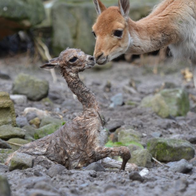 Lama vikuňa porodila mládě před zraky návštěvníků děčínské zoo | foto: Zoo Děčín