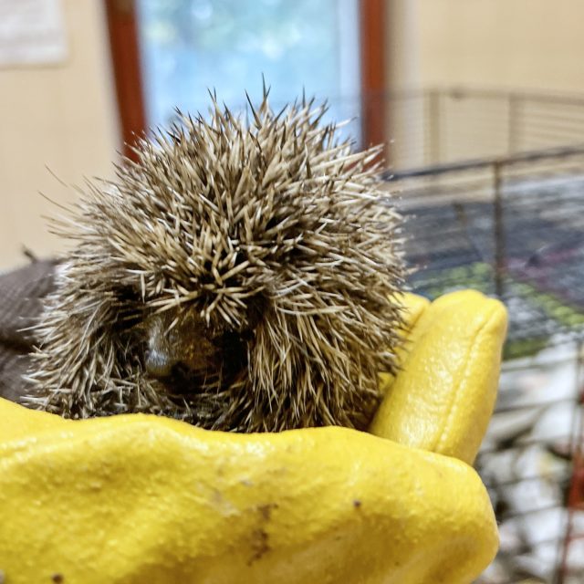 Ilustrační snímek | foto: Věra Hájková,  Český rozhlas