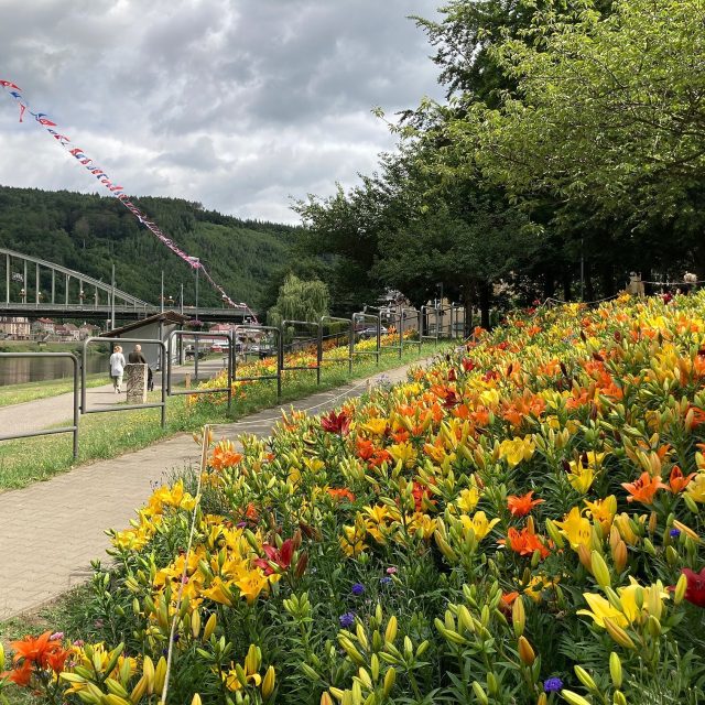Děčín v létě doslova září různými druhy květin | foto: Daniela Pilařová,  Český rozhlas