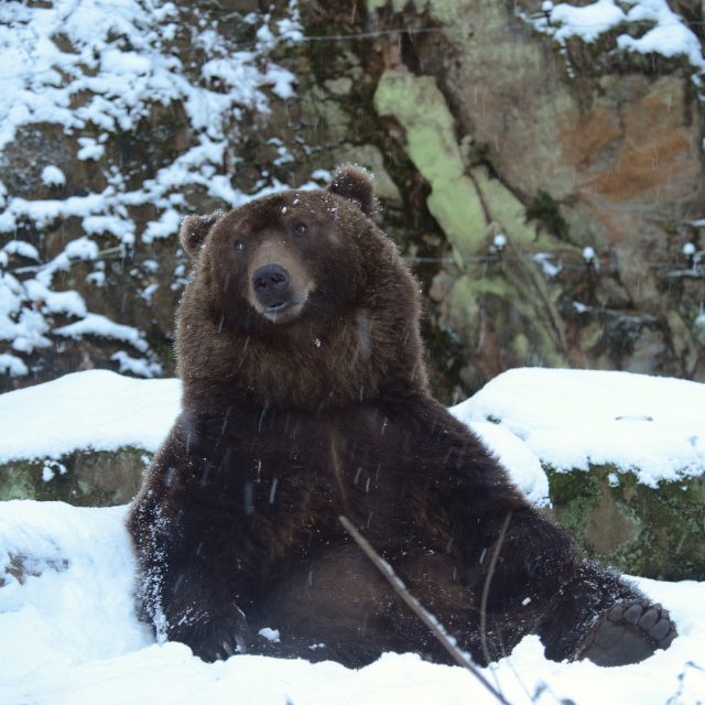 Medvěd Bruno v děčínské zoo | foto: Zoo Děčín