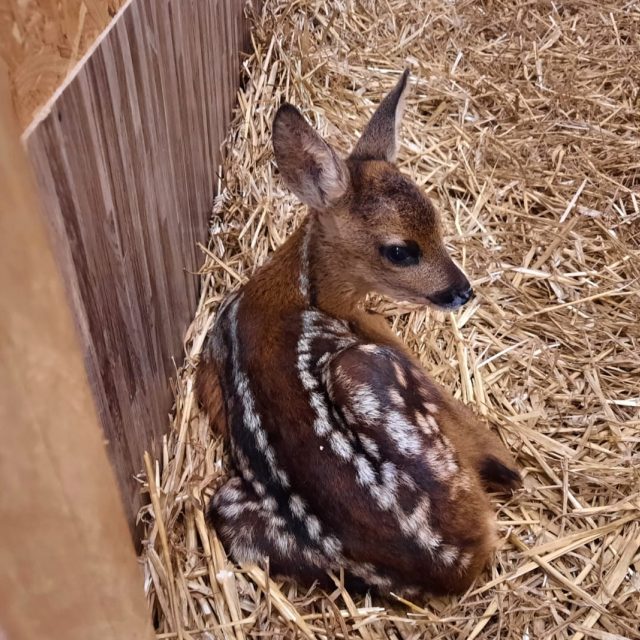 Zraněné srnče v záchranné stanici  (ilustr. foto) | foto: Tomáš Mařas,  Český rozhlas